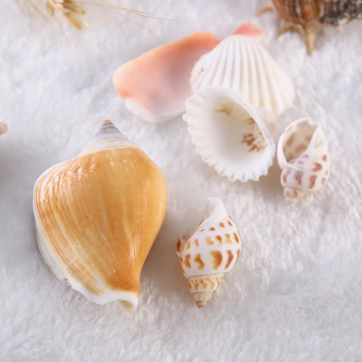 

300g Beach Seashells Set Sizes for Aquarium Home Decor Crafts Seashells Seashell for Decoration
