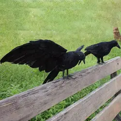 New High-end Fake Bird Halloween Bird Decorations Halloween Props Feathered Ravens Statue Black Dead Crow Decoy For Halloween
