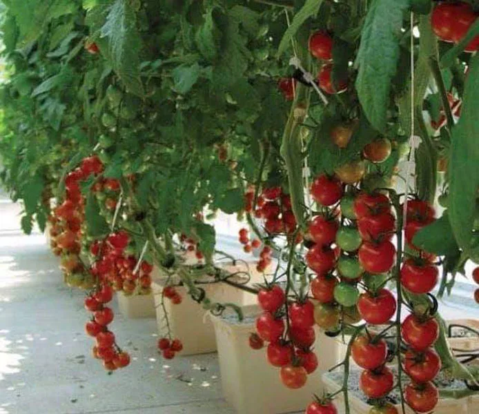 

Customized greenhouseMulti-span Plastic Film Greenhouse with Dutch Bucket Hydroponic System for Growing Tomatoes and Cucumbers