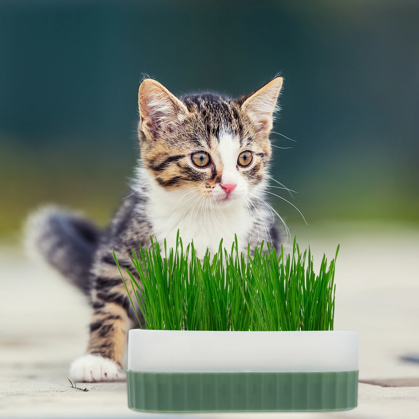 1 Juego de Kit de hierba para gatos, caja de plantación hidropónica Retro, caja de plástico para vivero de cultivo sin suelo, suministros para gatos, herramienta de jardín, hierba para mascotas