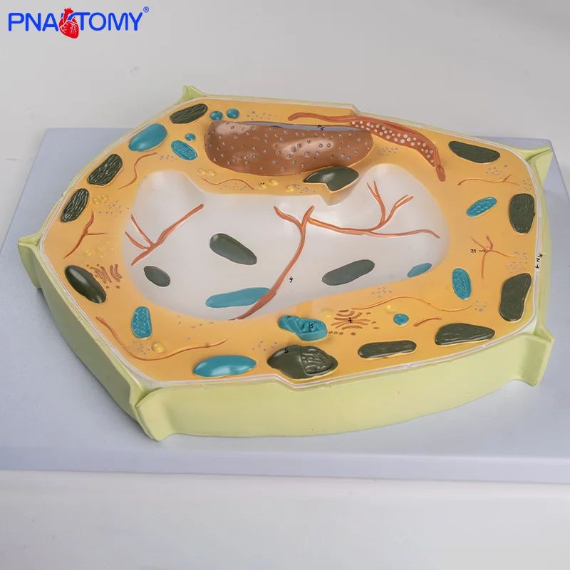 

Plant Cell Model for Biological Education Enlarged Anatomical Plant Models High School Cell Dissection Teaching Models