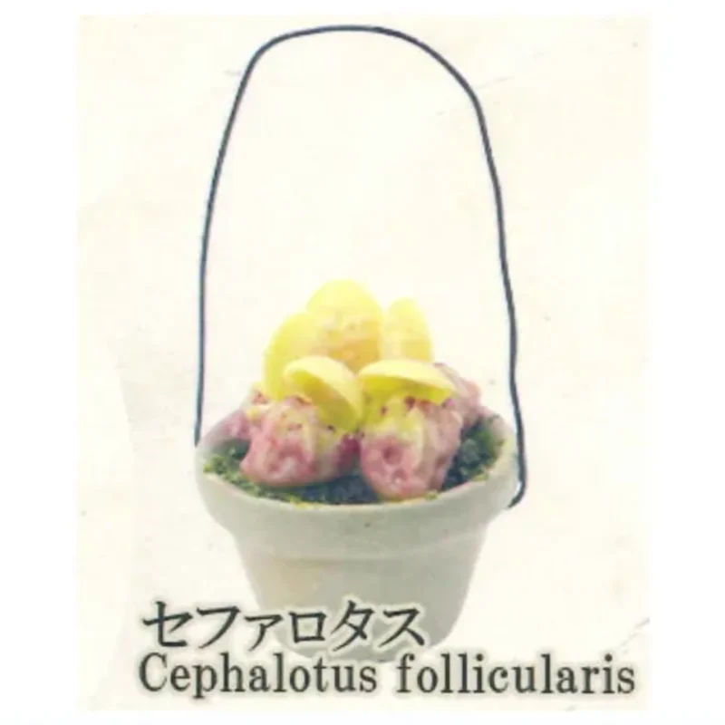 Japan Rainbow Gashapon Capsule - Capsule Toy Gashapon recensie en prijs