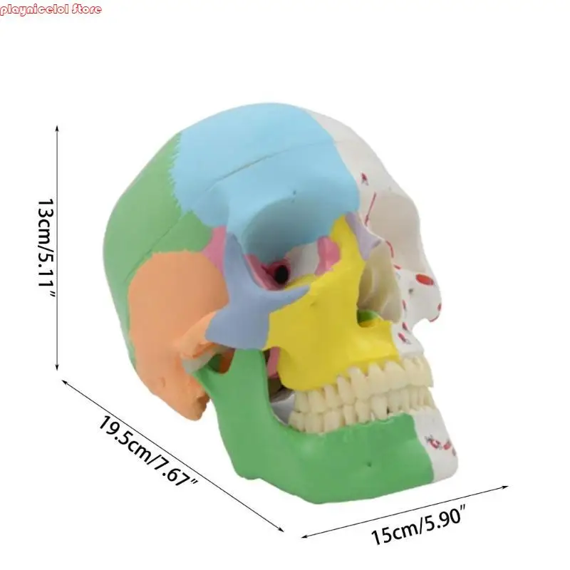 E8BA Medical Skull Model Model Doction Office Ananatomy Classroom Aid Aid