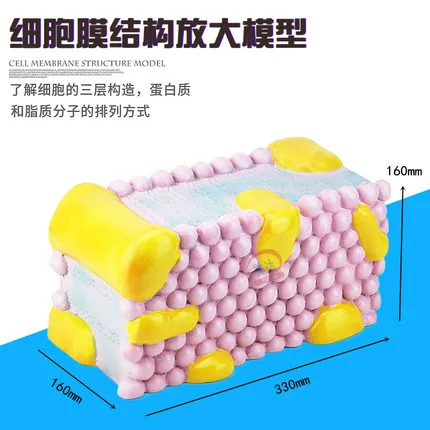 Cell Membrane Structure Enlargement Model Middle School Bioflow Mosaic Teacher Demonstration Equipment