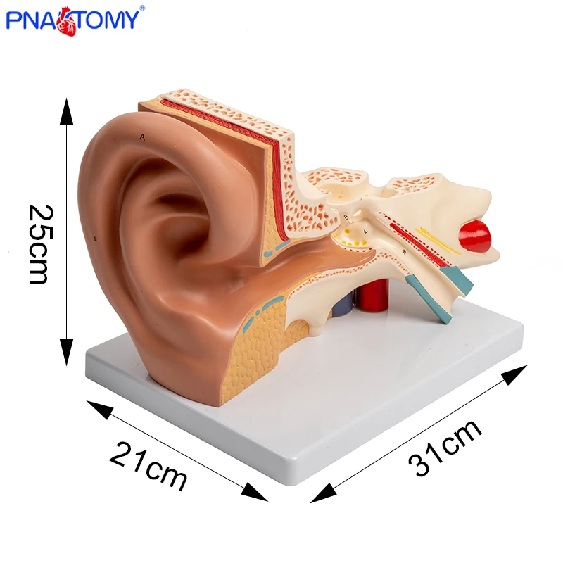 Enlarge Ear Model Inner Ear Labyrinth Tympanic Membrane Auditory Ossicles Teaching Aids Otology Display Model Ear Anatomy