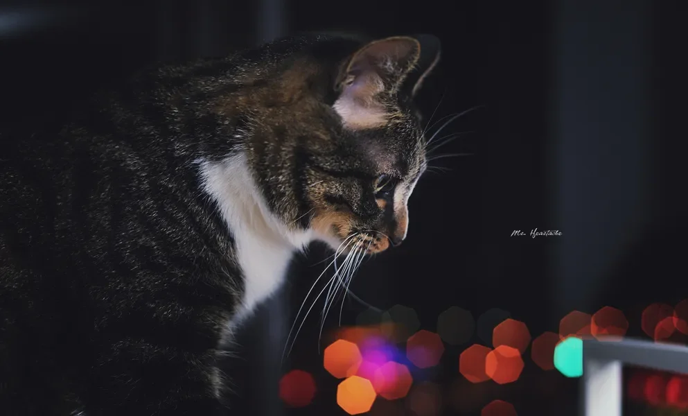 

ND8/16/32 Filter Set for FPV Drone Camera, Compatible with Flywoo GP9 GP10 GP11 GP12 SMO & Naked GoPro Hero 6 7 Action Cam