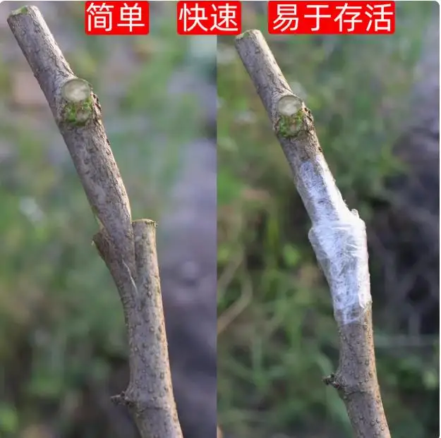 

Multifunctional Thick Branch Grafting Machine Fruit Tree Seedling Grafting Shear Knife Bud Splicing Knife Grafter Tool