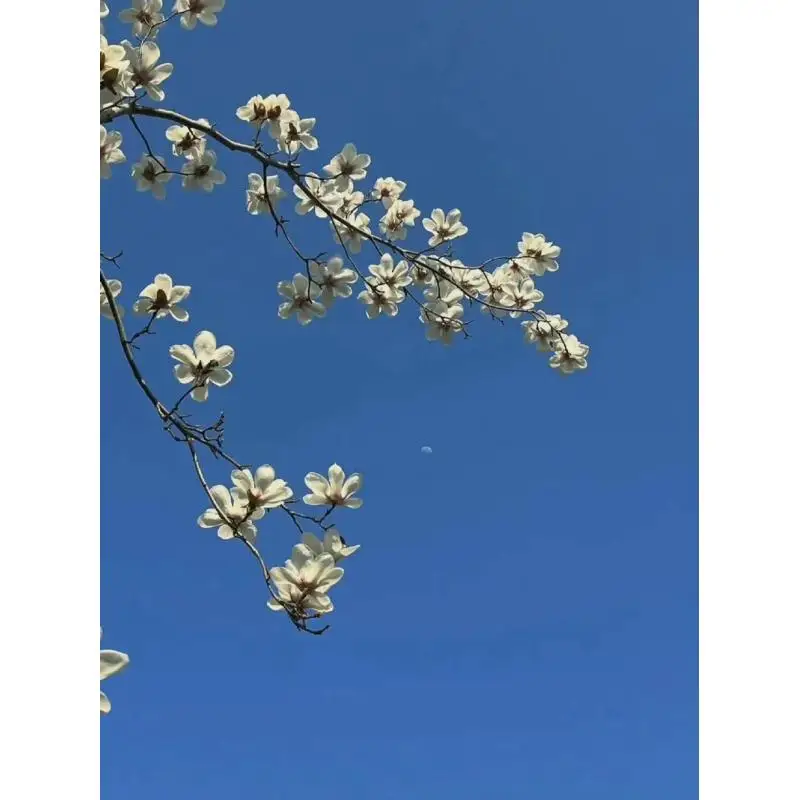 Mobile Game Control…