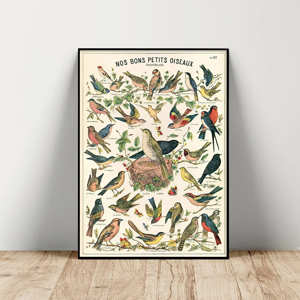 Vintage Natural History Bird Illustration Canvas Art Poster  Animal Wall Decor for Home Office or Study Room  Cavallini Print