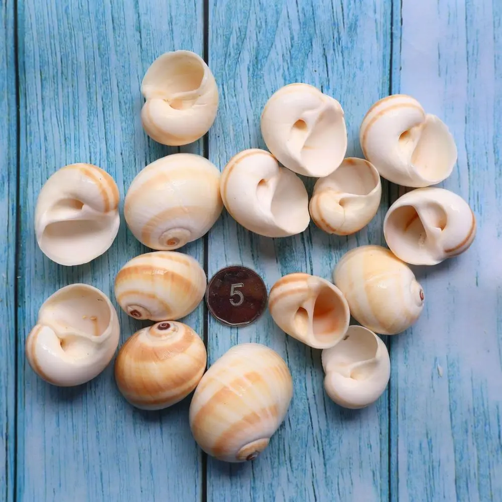 Bulk Natural Seashells And Conchs For Aquarium Landscaping Fish Tank Ornament Ocean Style Diy Craft Art Home Decor