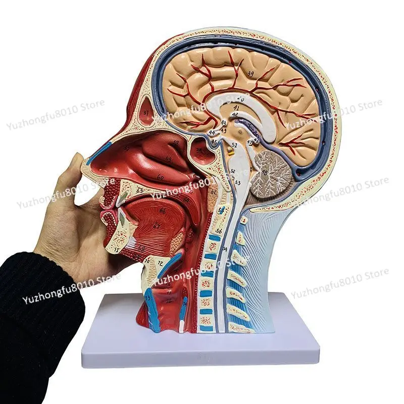 

High quality human, skull with muscles and neurovascular, head part brain, human anatomy model. School Medicine Teaching