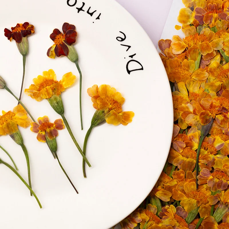 100 Stuks Goudsbloem Echte Blo - Dried Flower Pressed recensie en prijs