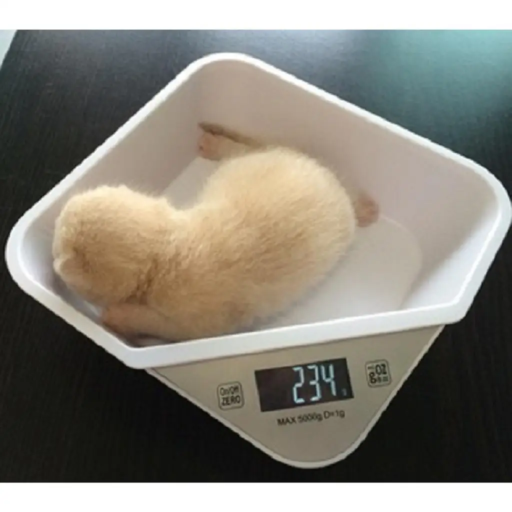 Small Animal Training Scale with Free Tray High Accuracy Hamster Toy Cat Scratcher for Parrot Bird Kitten Weighing
