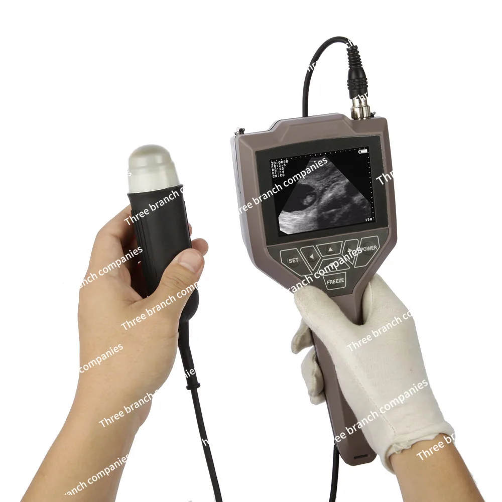 Veterinary pregnancy Fertility Sex Diagnosis Ultrasound