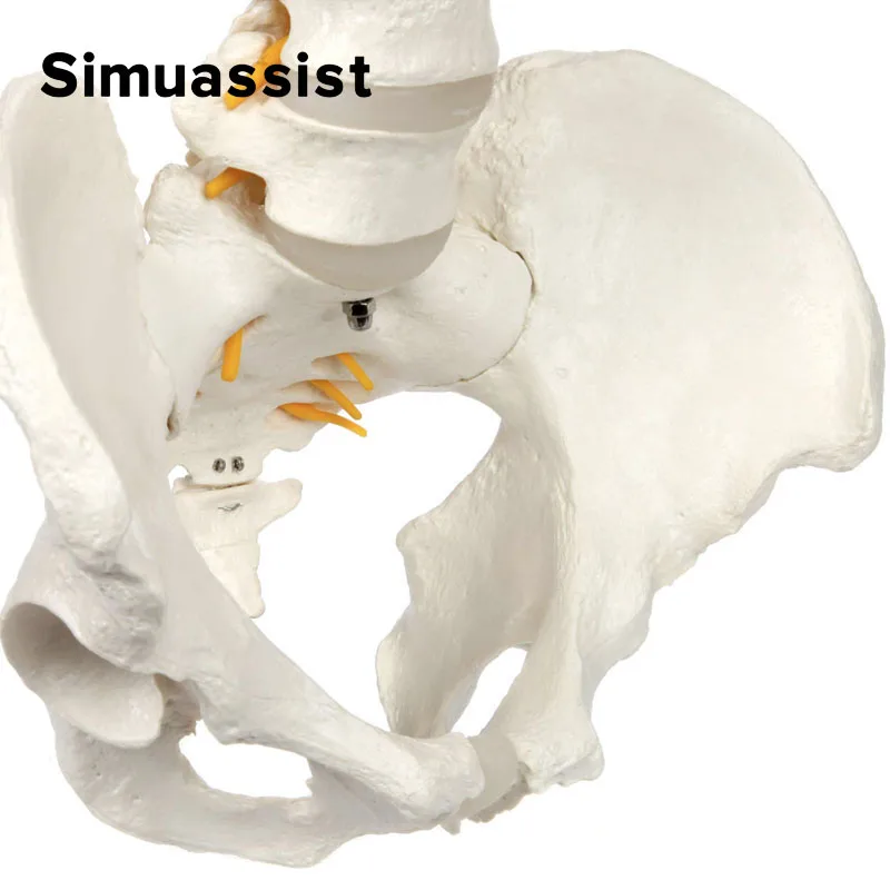 Modelo de columna vertebral de tamaño real con nervios, vértebras, venas, columna Lumbar, Pelvis masculina, incluye soporte duradero, 85cm