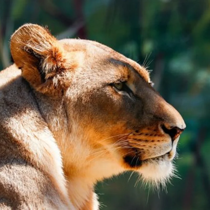 

Для 1/10 4-TEC DRIFT MUSTANG имитация автомобильной подвески, обновления, сменные материалы для модификации металла