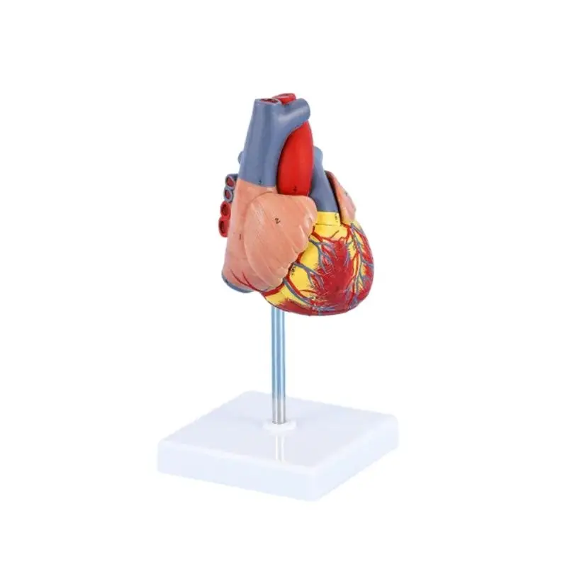 DARHMMY Life size human heart model ,Disassembled Anatomical Human Heart Model Anatomy Medical Teaching Tool