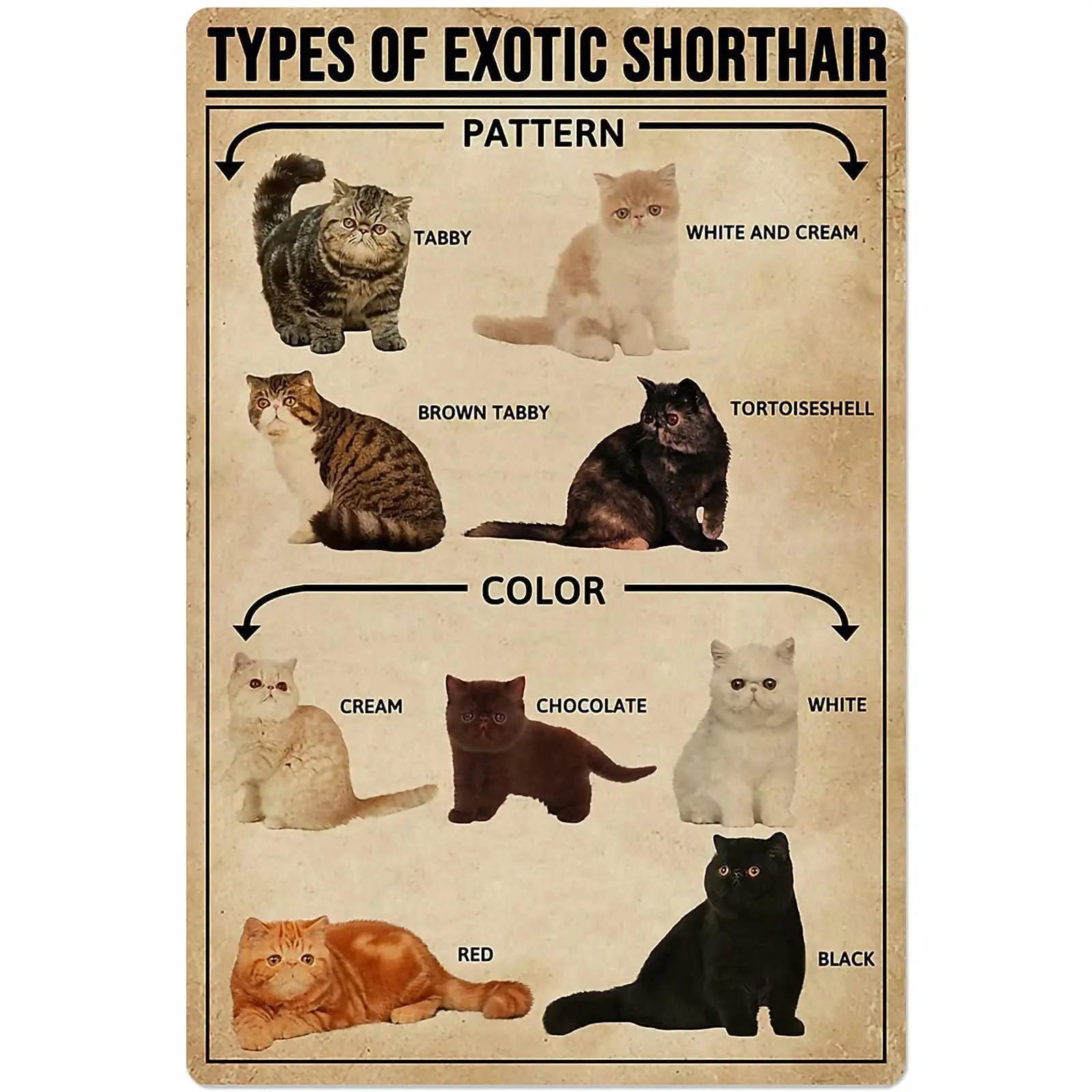Veidsuh Types of Exotic Shorthair Retro Poster Plaque for Club Cafe Bar Home Kitchen Wall Decoration
