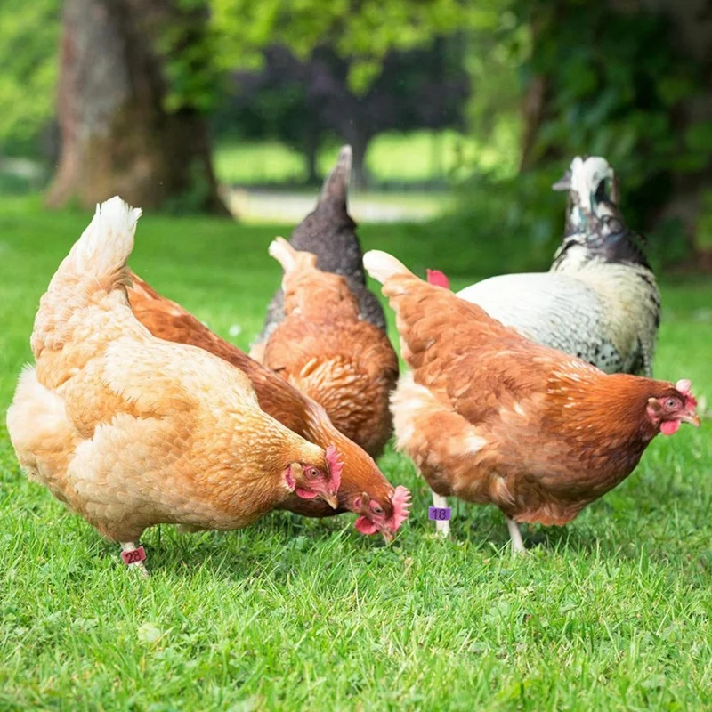 80 pezzi 16 mm fasce per gambe di pollo con 8 colori, colorate 01-80 fasce per gambe per identificazione di pollo numerate etichetta per gambe di anatra di pollame