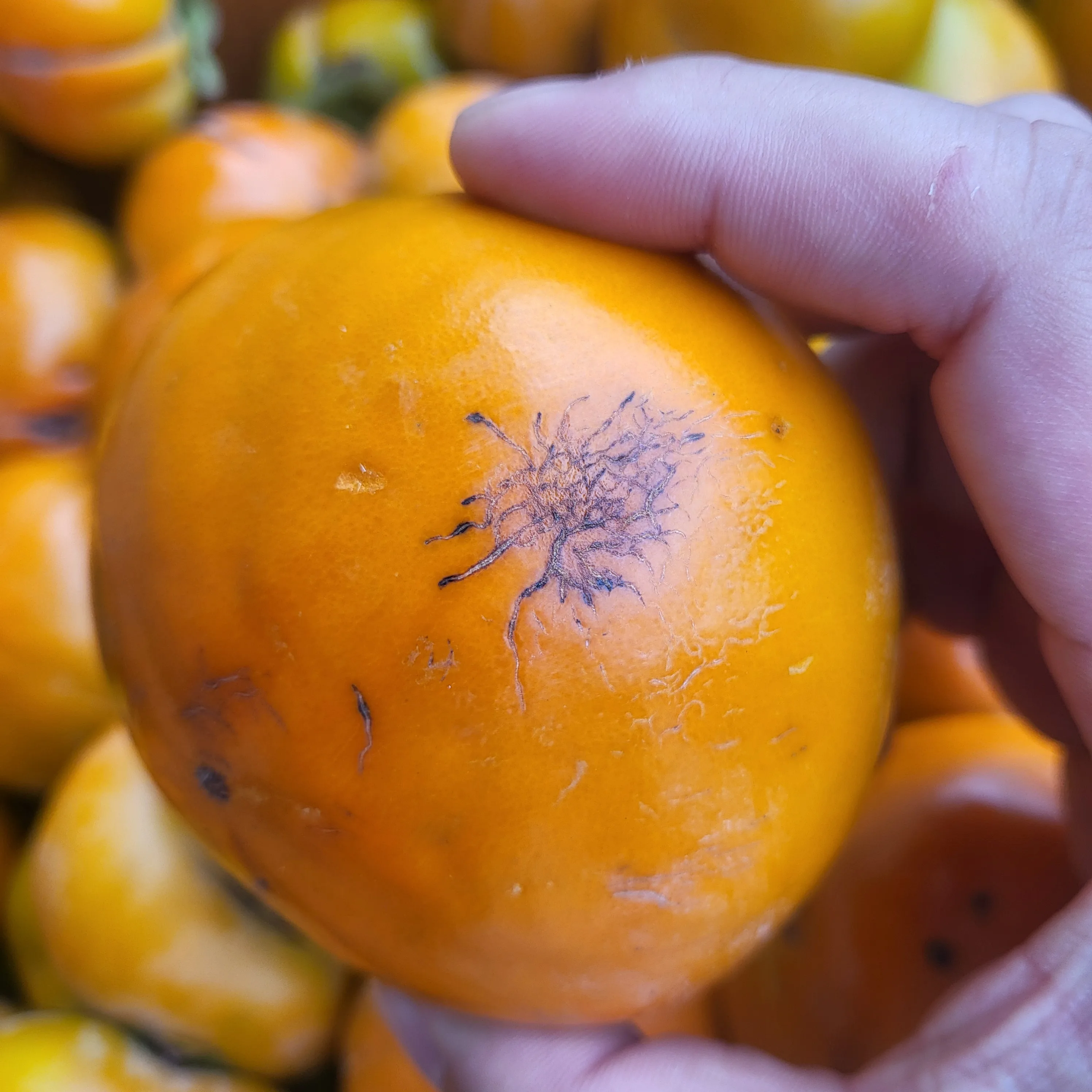 الفاكهة الموسمية الحلوة والمقرمشة للخريف/الشتاء، البرسيمون القبيح للاستخدام المنزلي [توزيع Shinheung]