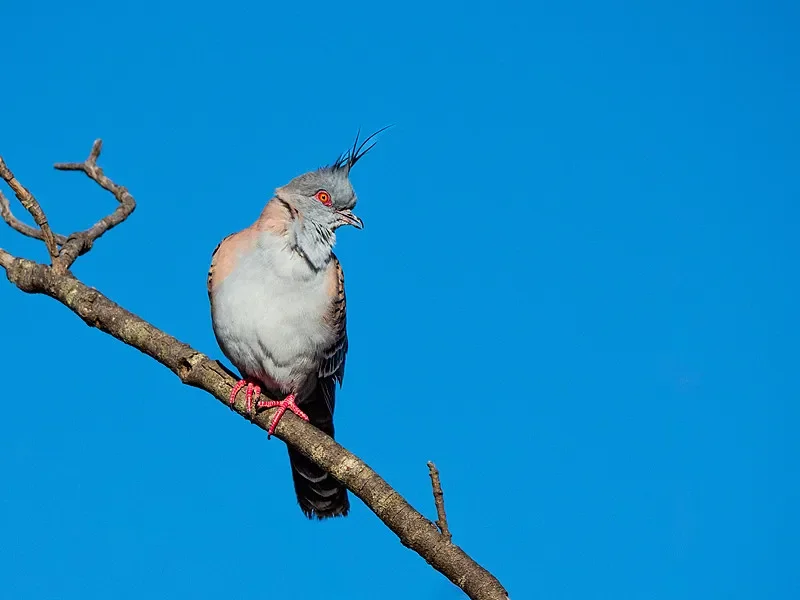 COOAI COOEYE BAYCK Mini DVR - جهد عريض 5 فولت - 30 فولت، ماكس 512 جيجا مايكرو SD، AHD720P (25/30/60 إطارًا في الثانية) PAL/NTSC، للطائرة بدون طيار FPV RC #1
