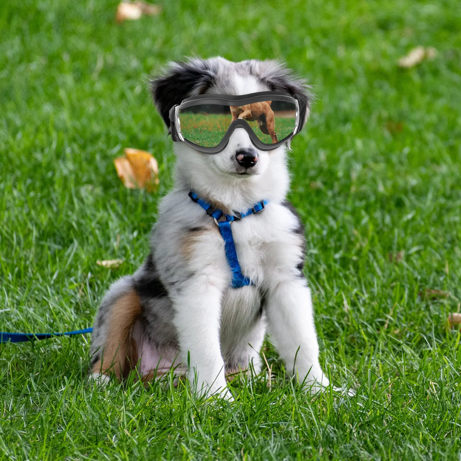 

Windproof Pet Goggles Eye Protective Glasses Anti-UV Eye Goggles Creative Eyewear for Dog Puppy (Black)