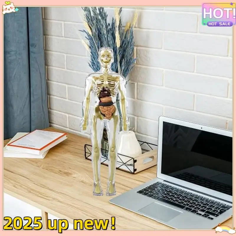 3D Human Body Torso Model Anatomy Model Skeleton Human Body Model Removable Parts