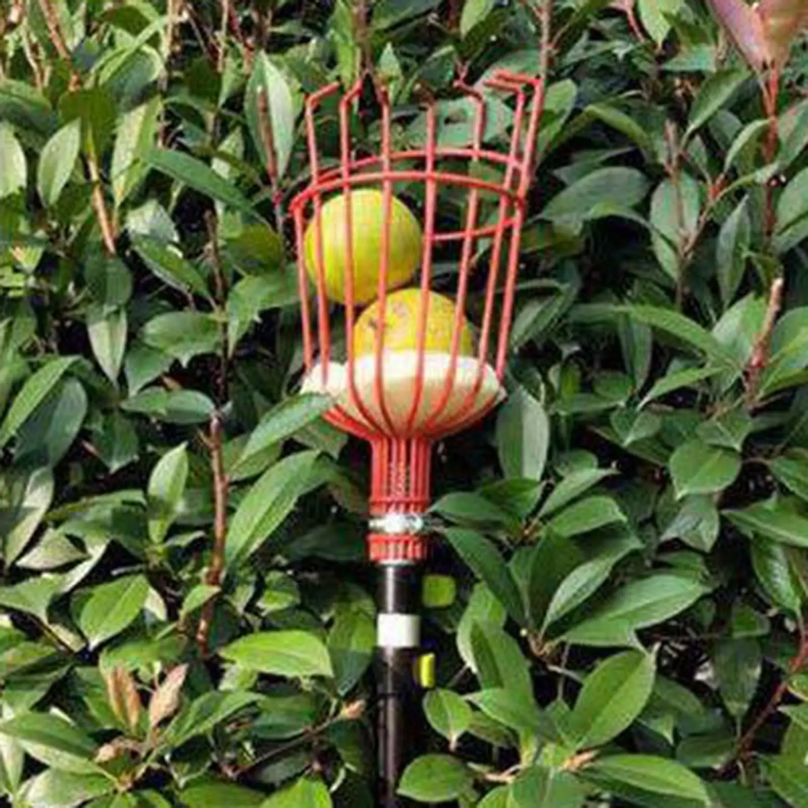 

Convenient Horticultural Fruit Picker Farm Iron Oranges Collection Catcher