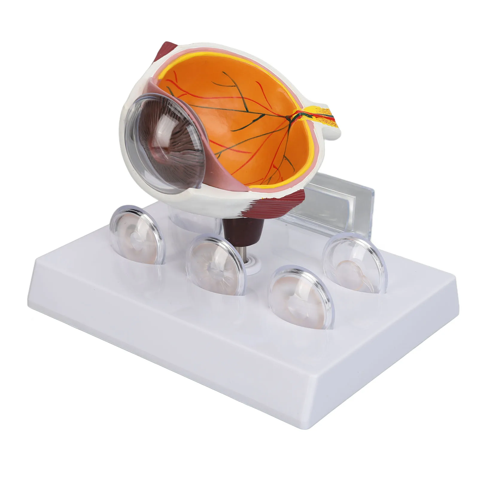 

Human Eyeball Model Eye Anatomy Model Enlarged Realistic Details Multi Parts Accurate Display with Instruction Card for Display