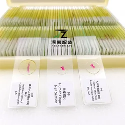 100pcs HM Histology Prepared Slides for Medical Education and Research export standard