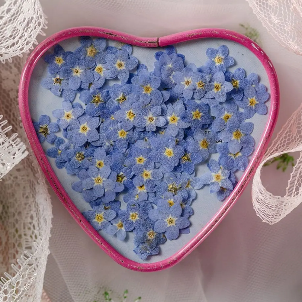 

Resin Ornaments Jewelry Card Natural Forget-Me-Not Dried Flowers Pressed Flower Don't Forget Me