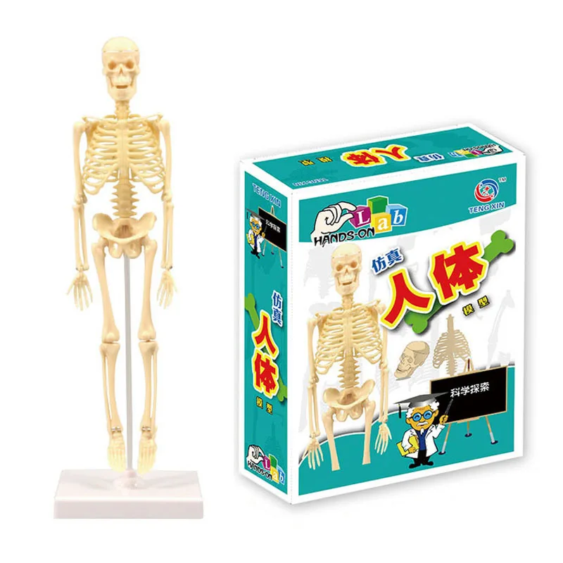 Come Scegliere e Utilizzare un Modello Anatomico per Bambini con Ossa in Plastica: Guida Completa