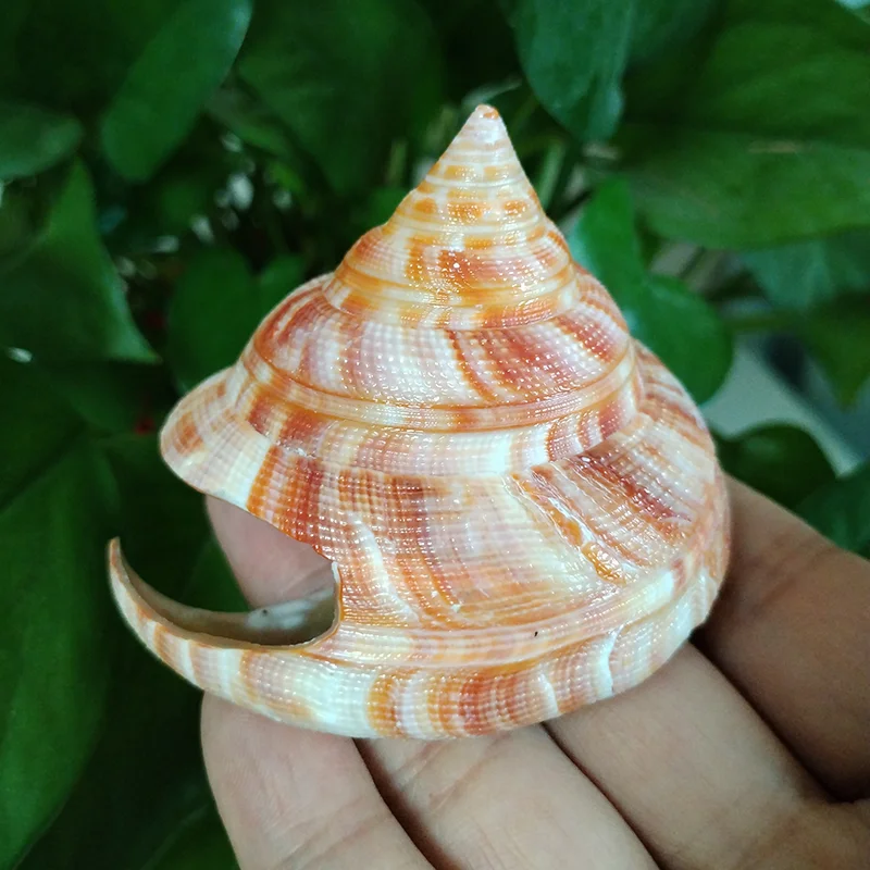 Natural Emperor\'s Slit Shell Orange Tower Snail Seashell Specimen Collection Aquarium Fish Tank Landscape Photo Props Decoration