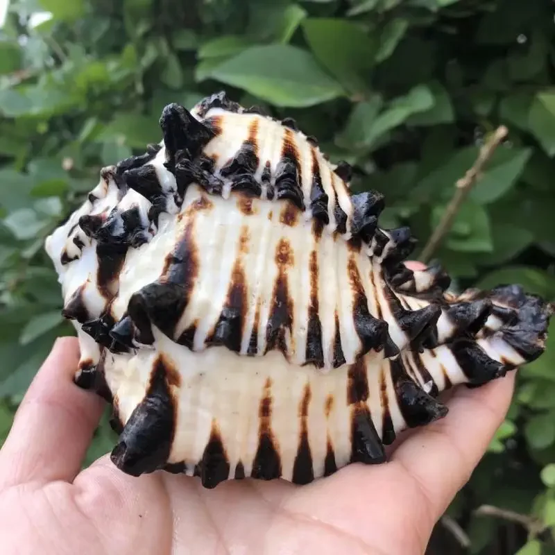 Shell Conch Black Thousand-hand Snail Zebra Bone Snail Fish Tank Aquatic Landscaping Hermit Crab Nest House