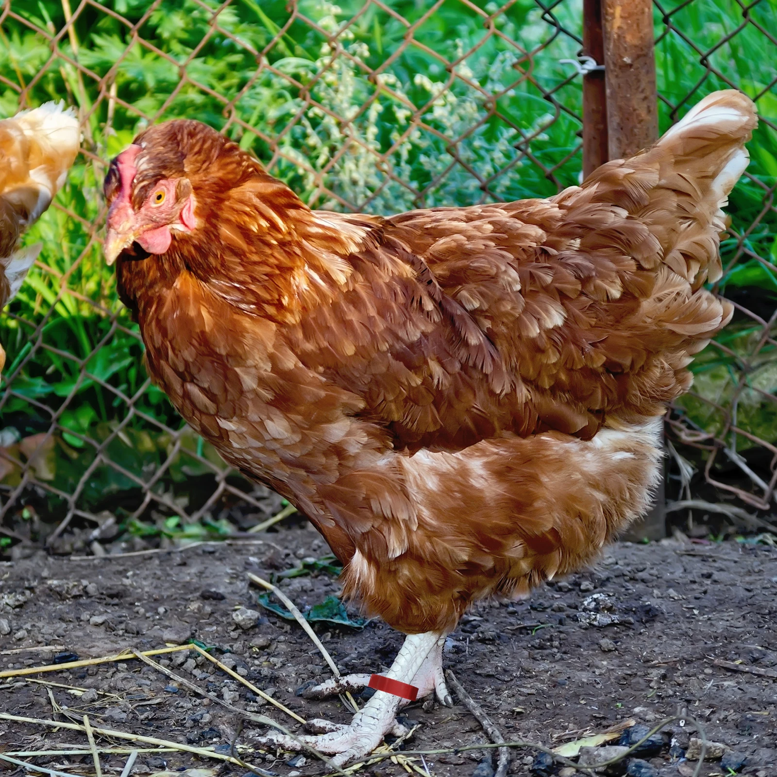 

Poultry Anklets Bird Pigeons Leg Rings Adjustable Bands Chicken Accessories Duck Supplies Foot