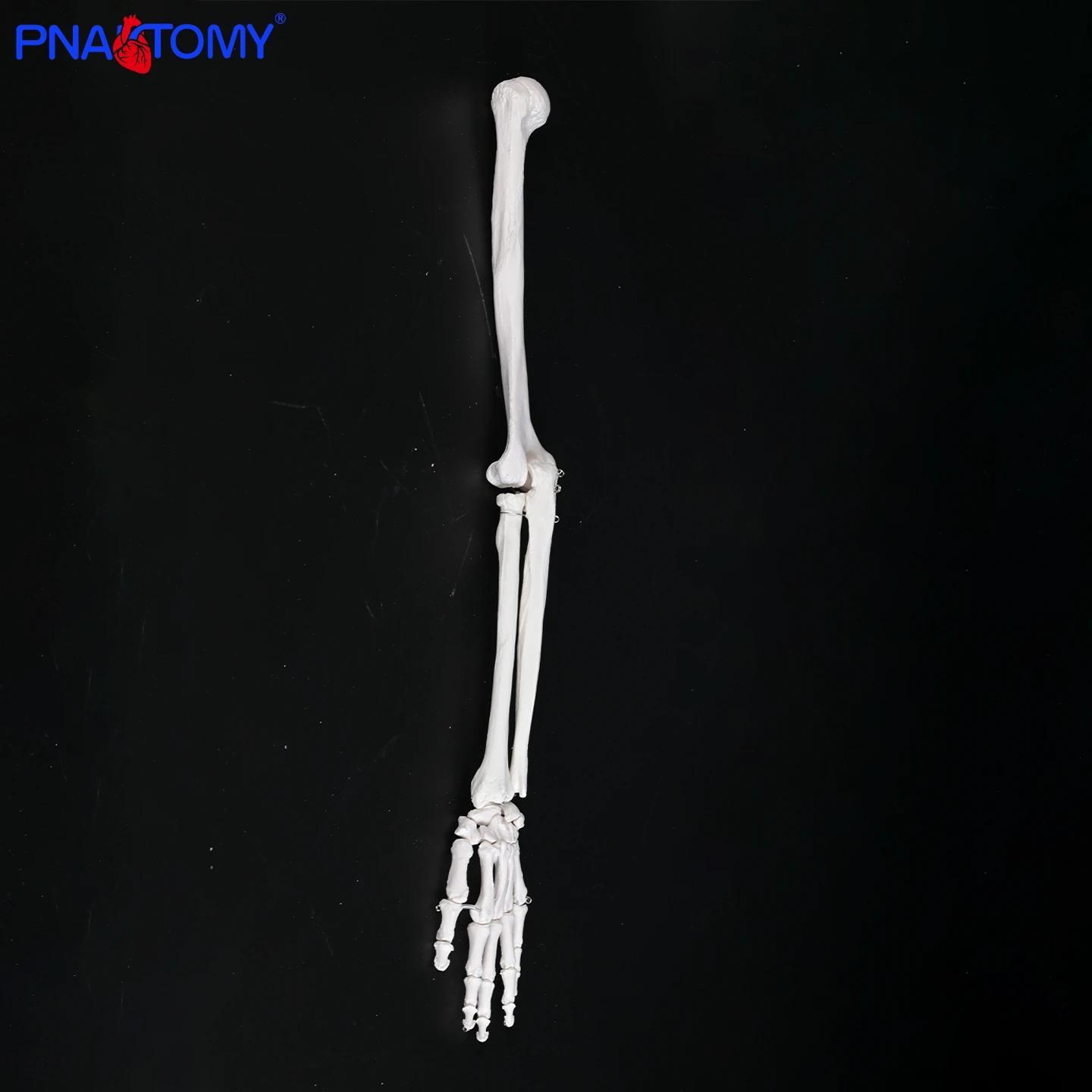 

Human Left Upper Limb Bone Model Upper Limb Bone Ulna Radius Humerus Medical Orthopedic Teaching Model