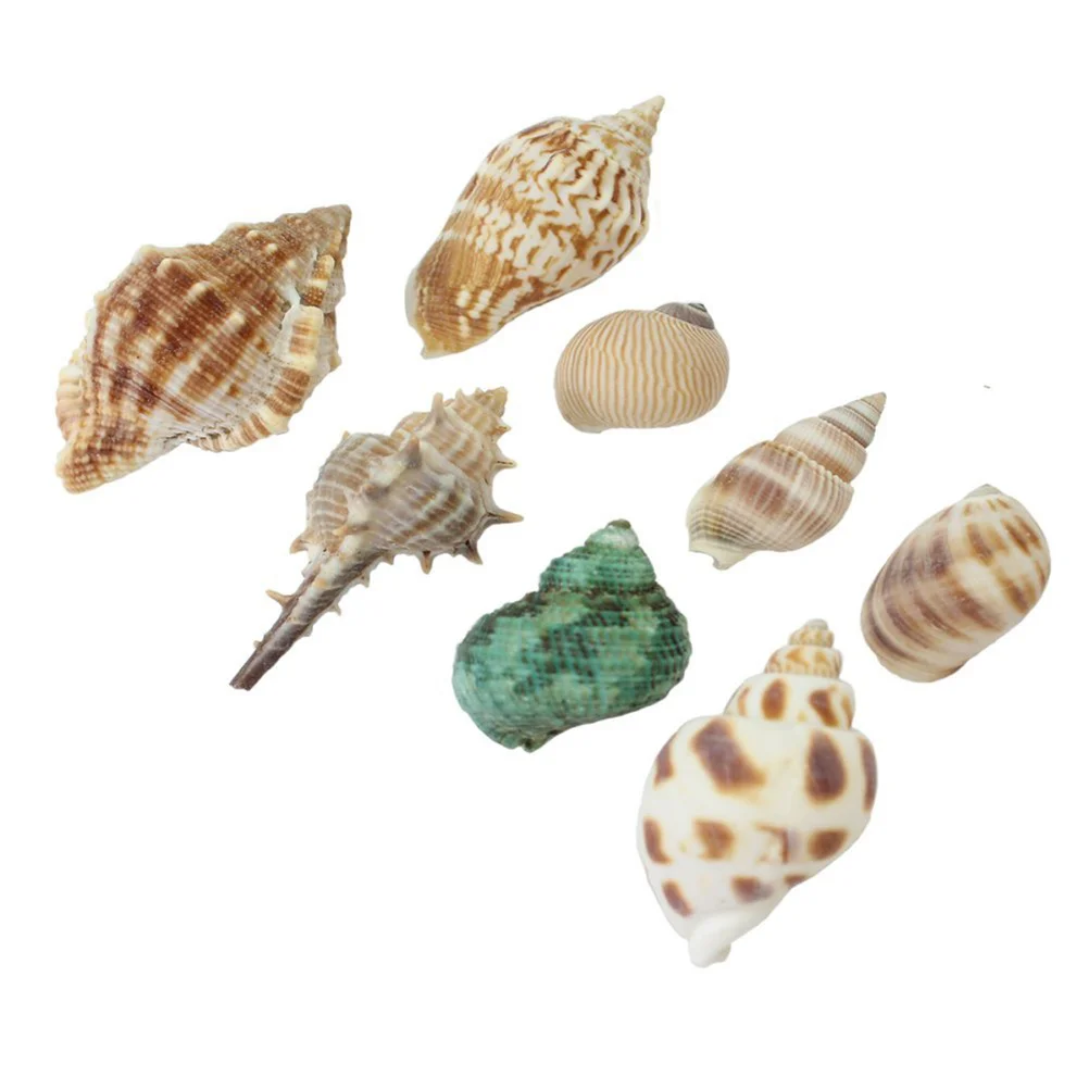 100G Mixed Beach Colorful Seashells Craft Aquarium Home Decoration seashell craft seashell for home decor