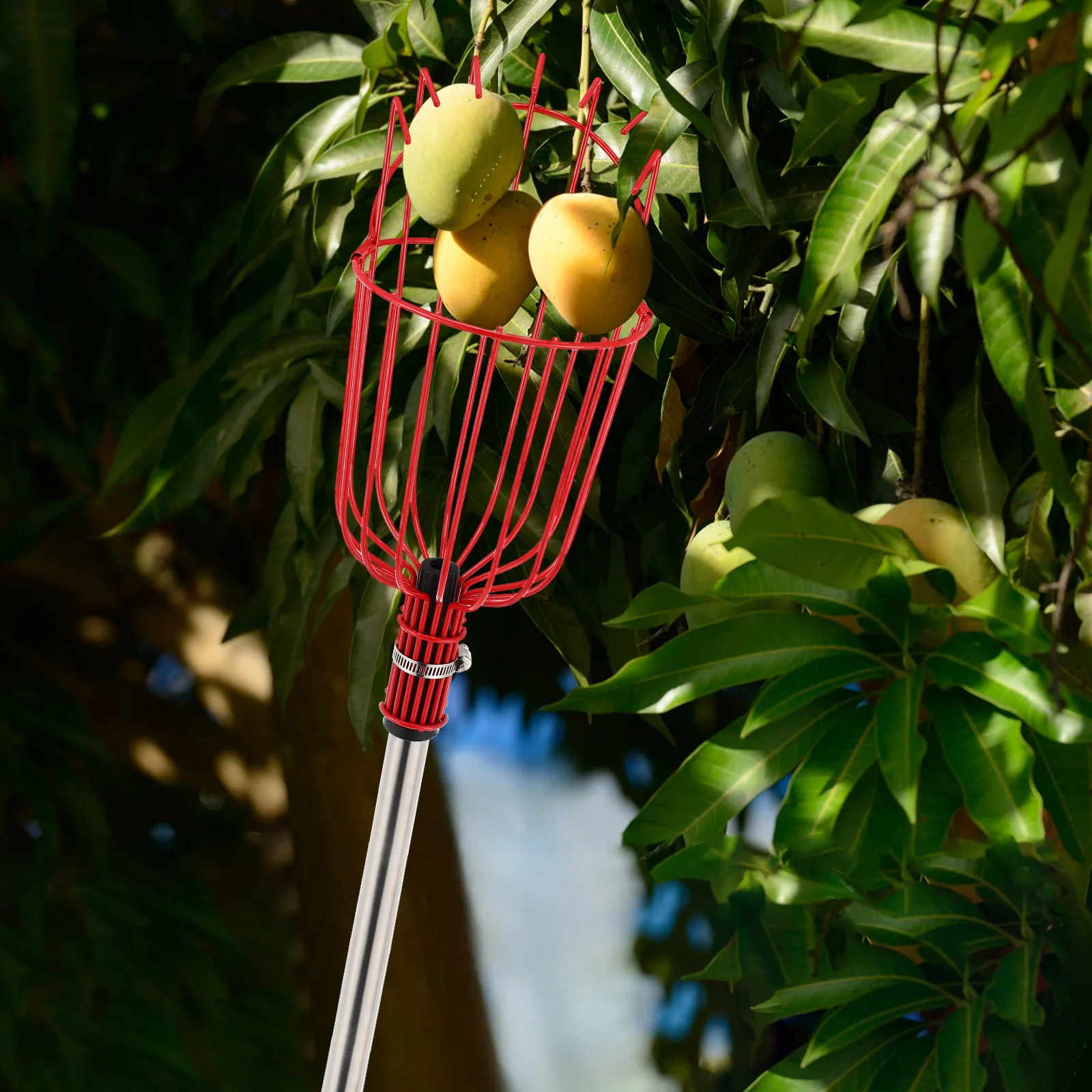 

1Set Fruit Picking Pole Adjustable Lightweight Aluminum Apple Orange Picker Basket Tree Harvest Tool Extendable Long Handle