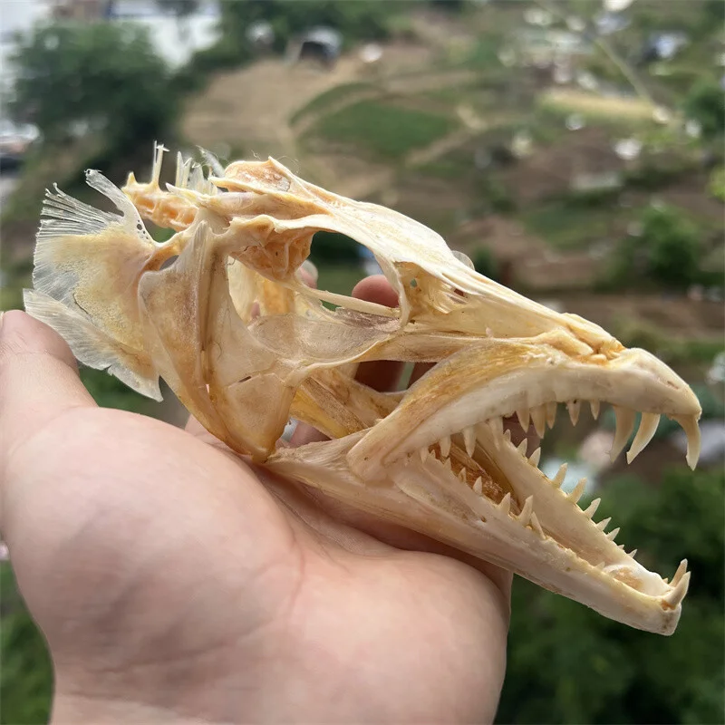 1 PC Real ribbonfish Skull Animal Skeleton Specimen Model Taxidermy Science Education Collectibles