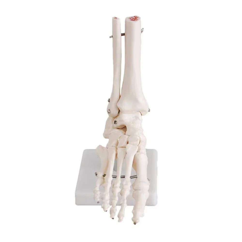 for 1:1 Foot Joint Model Foot Skeleton Model