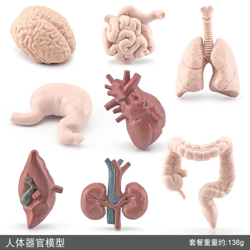 Organ Model PVC Simulation Kids Science Toy STEM Technologia Gadget Biology Kit Educational Toys for Children Learning Toy