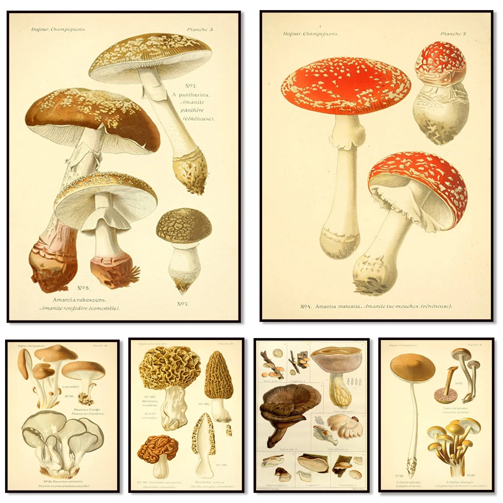Impresiones de setas, impresiones de setas de hongos, arte botánico, setas shiitake, carteles de pared de arte de hongos, decoración de la cocina del hogar