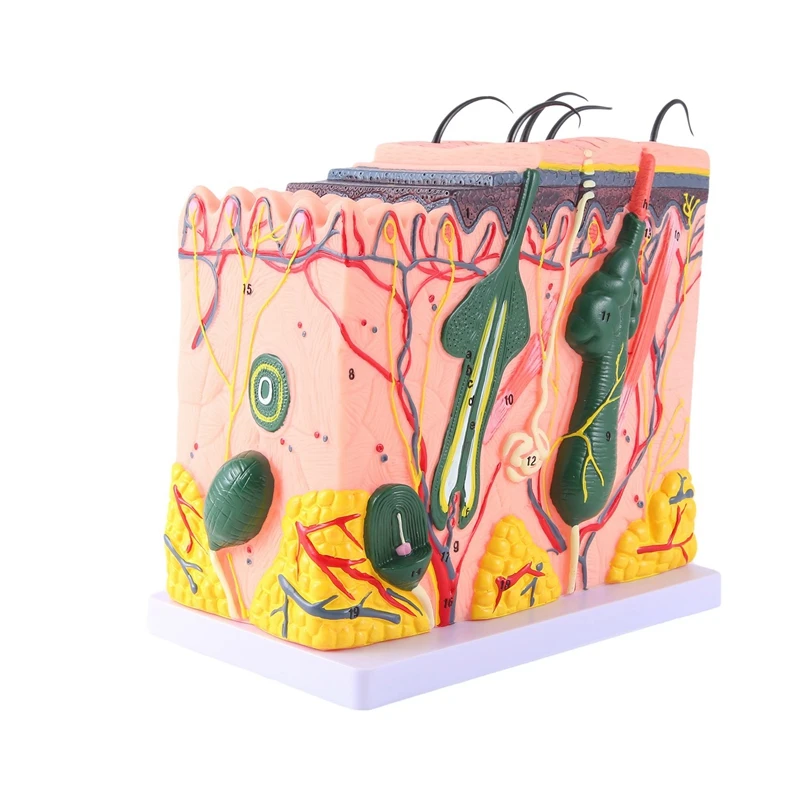 

1 Piece Skin Model Skin Hair Structure Enlarged Model Anatomy Model As Shown PVC For Classroom Learning Display Teaching