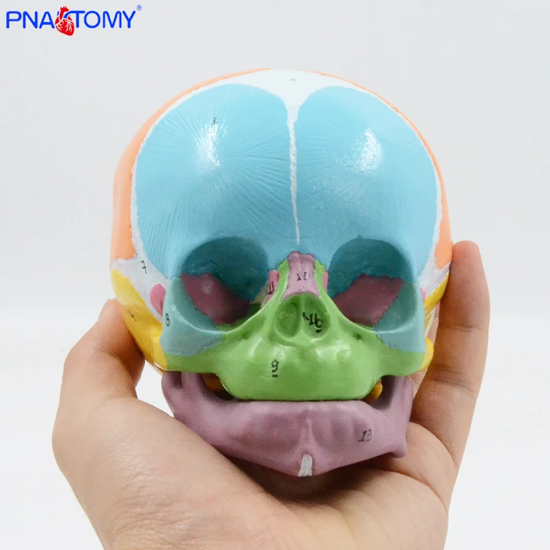 

1:1 Color Infant Skull Model Digital Identification Frontal Bones, Fontanelles, Mandible Anatomy Teaching Aids Medical Display