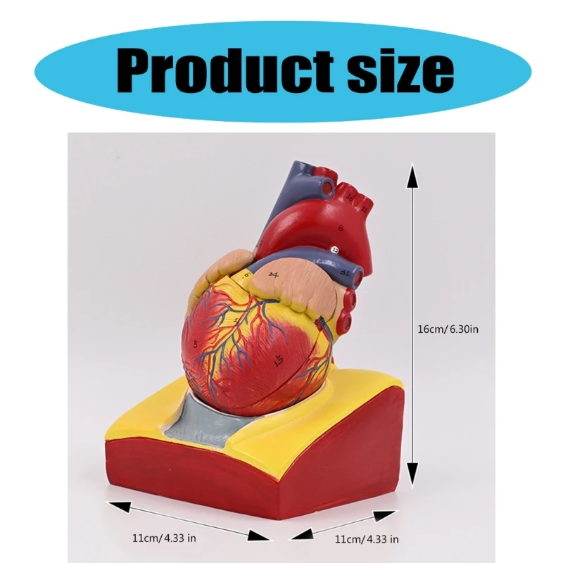 Modelo corazón humano Modelo médico Modelo corazón del cuerpo humano para educación científica