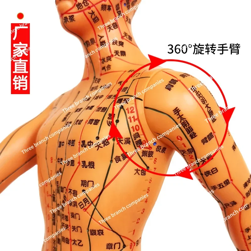 

Human acupuncture point model acupuncture meridians teaching small bronze person super clear body 12 meridians human model
