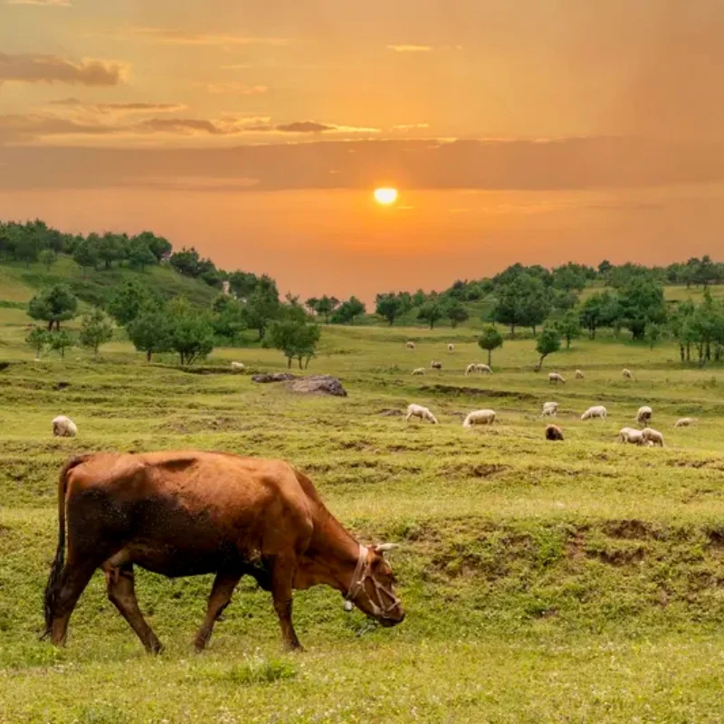 Jx PS-4503HB 45.5G …