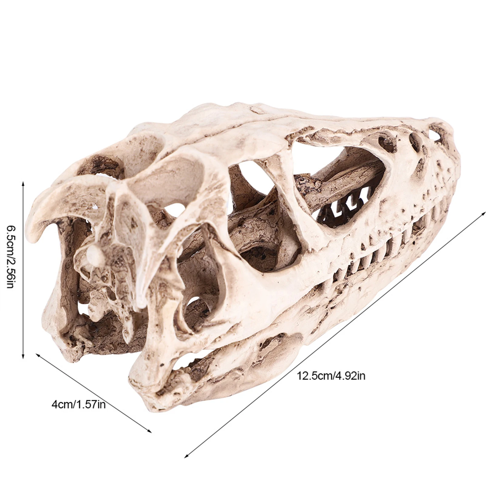 Resin Dinosaur Skull Model Simulated Animal Skeleton Home Office Decor Craft Teaching Prop