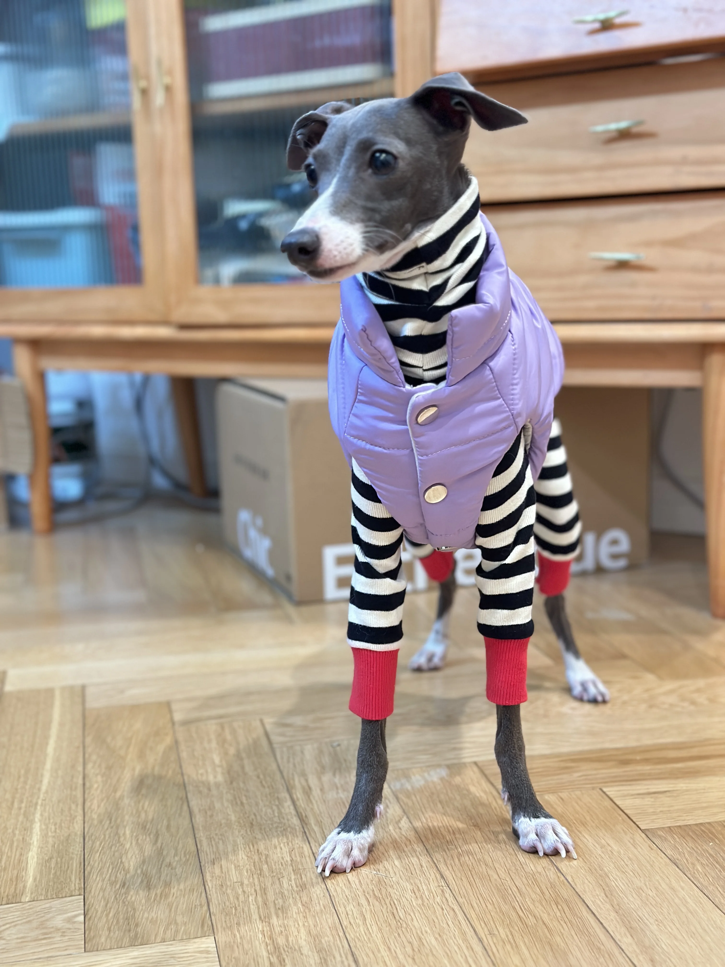 Fashion Iggy-jacket with Zipper Warm Greyhound Dog Clothes for Whippet Purple Windproof Jacket for Airless Terrier  in Winter