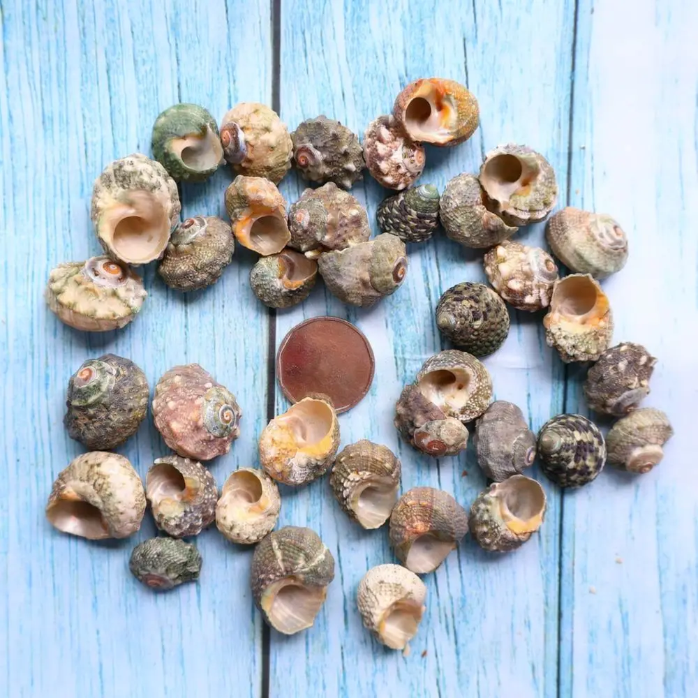 Authentic Sea Shells Mixed Conchs For Aquarium Landscape Fish Tank Decor Nautical Diy Art Craft Ornament Wedding Decor
